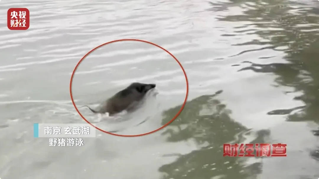 有极强攻击性！警方确认：当场击毙