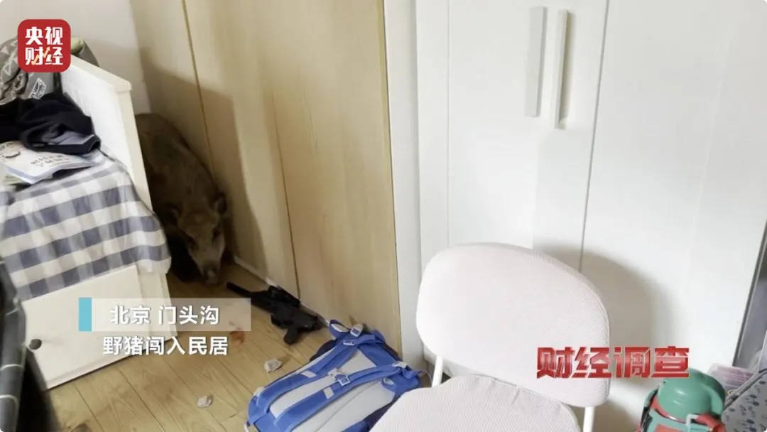 有极强攻击性！警方确认：当场击毙