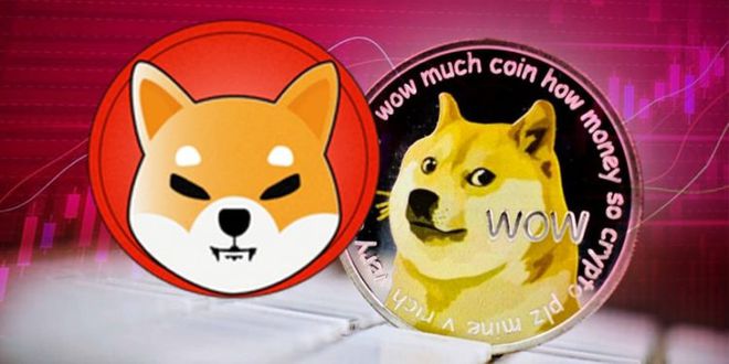 狗狗币安卓(狗狗便秘怎么办)