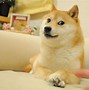 狗狗币最新资讯(狗狗币币最新价格行情)